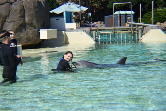 Dolphin Encounter Seaworld