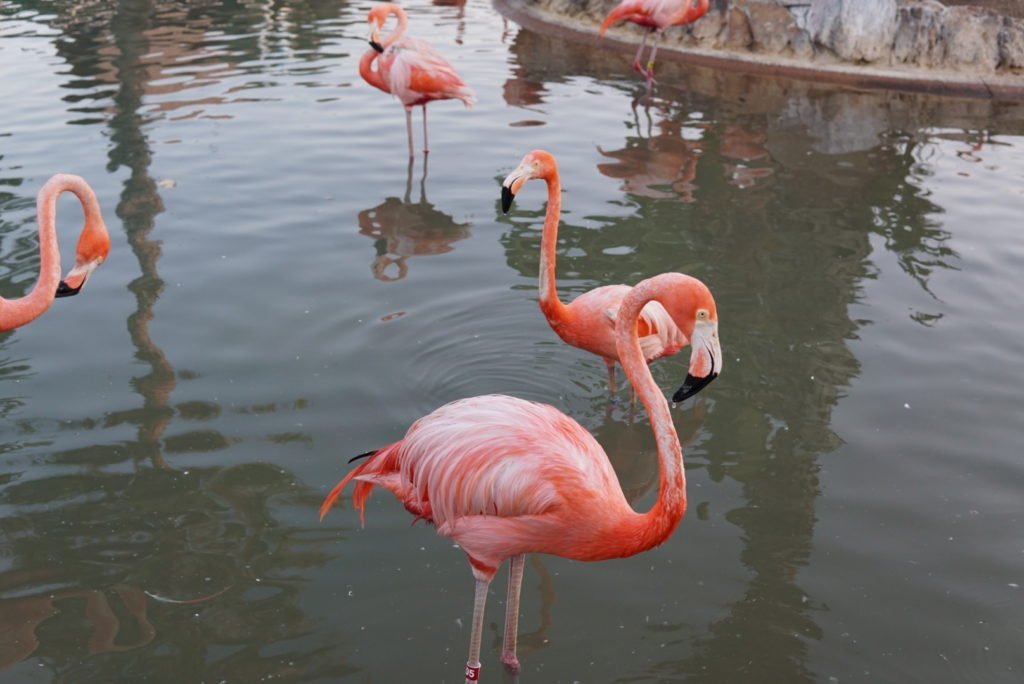 Flamingos Seaworld