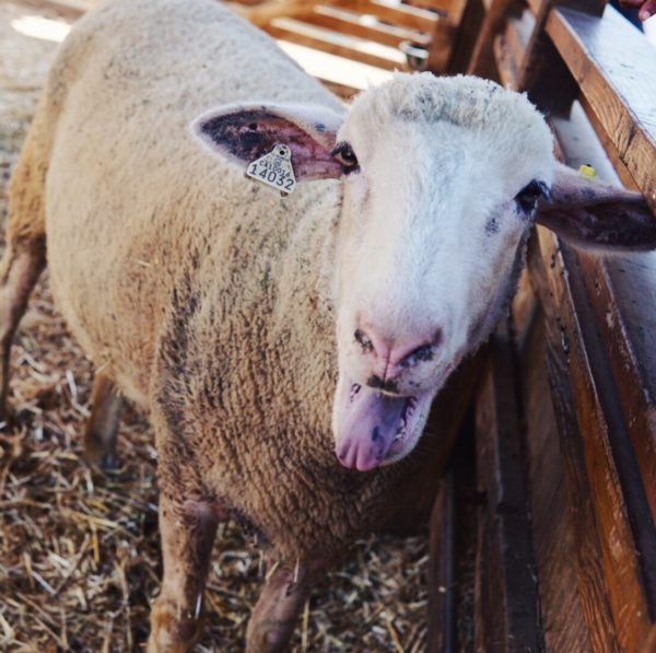 A Gallery of all the Fun & Food from This Years OC Fair Visit 5