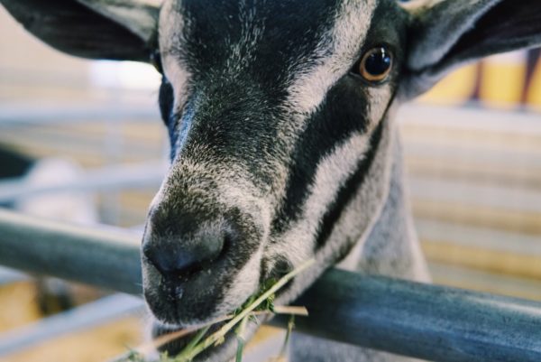 A Gallery of all the Fun & Food from This Years OC Fair Visit 4