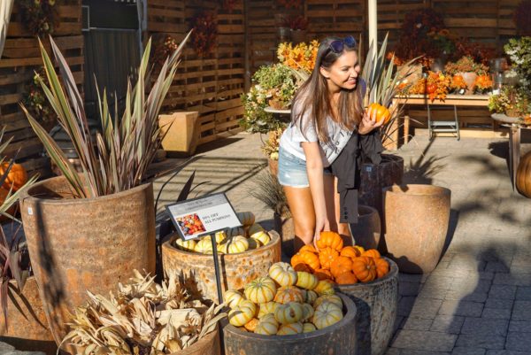 Rogers Garden Pumpkins