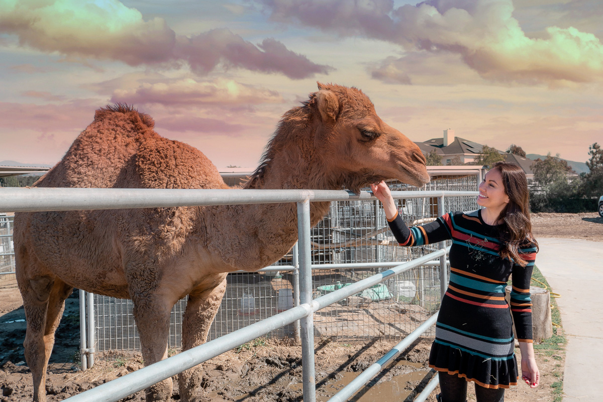 Did You Know There is a Temecula Zoo and Animal Rescue in Wine Country?