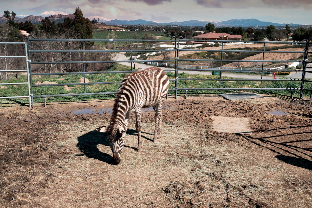 temecula-zebra