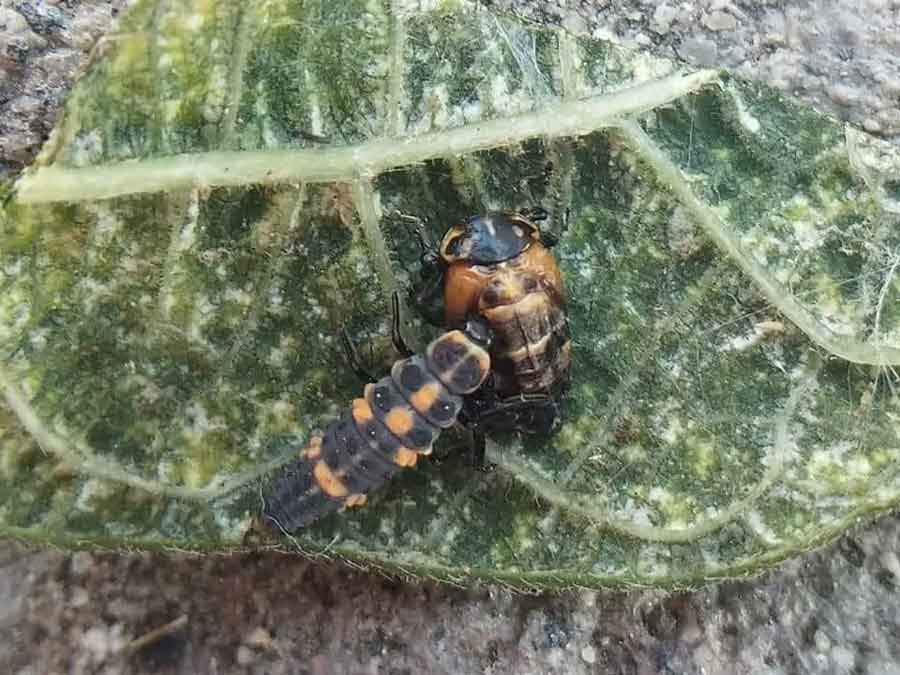 ladybug larvae eating a pupa