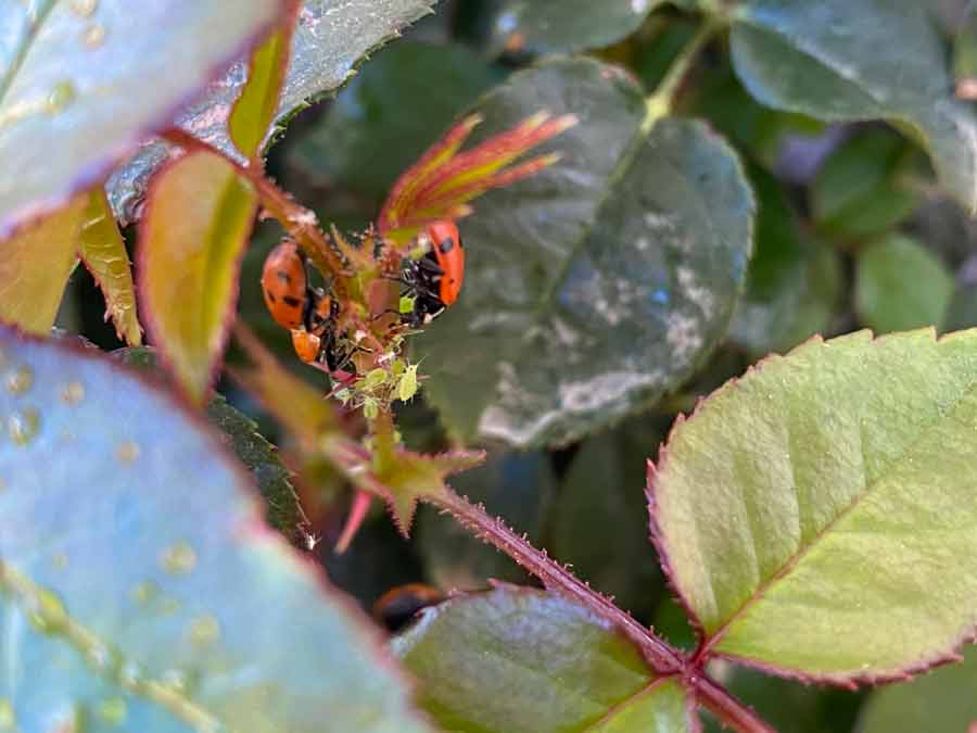 ladybugs eating aphids