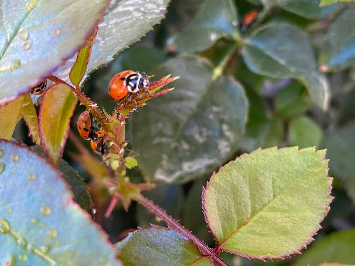 Image of A ladybug eating an aphid on an onion leaf