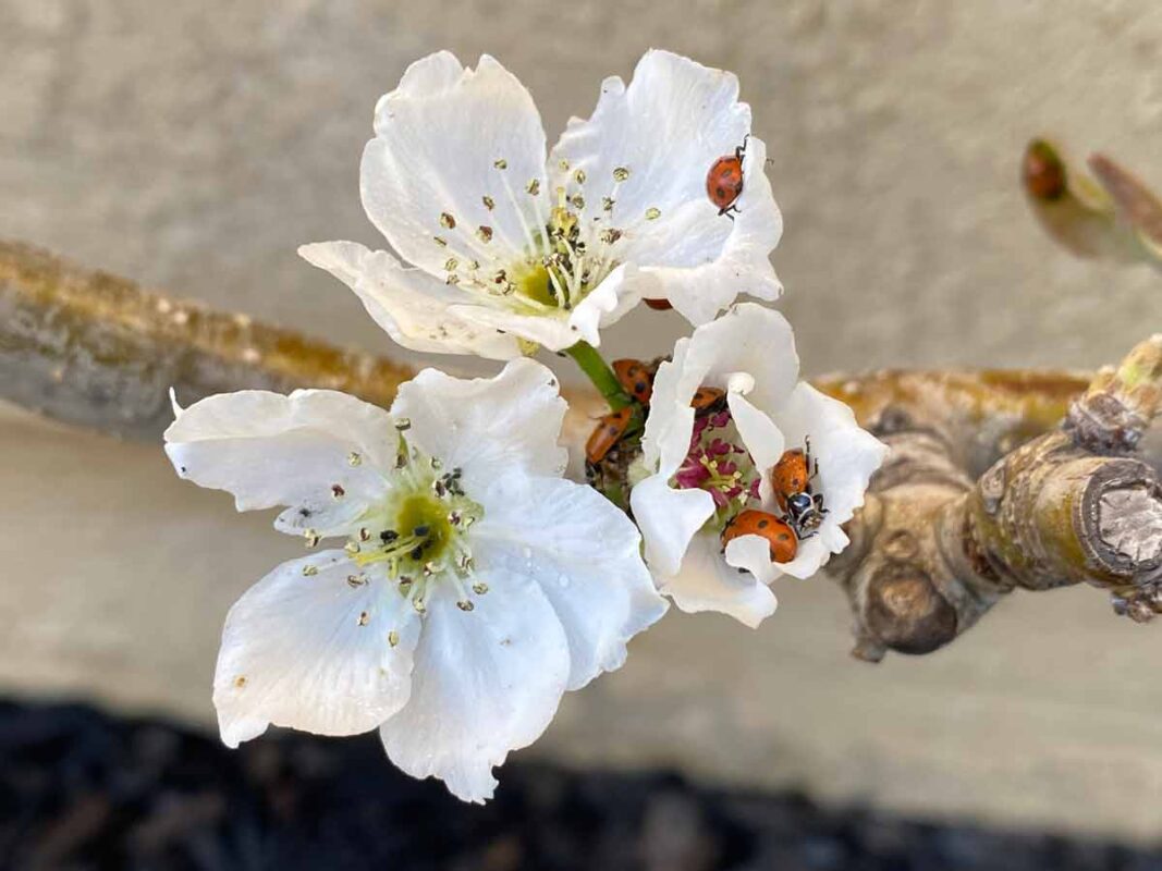 ladybugs in a flower