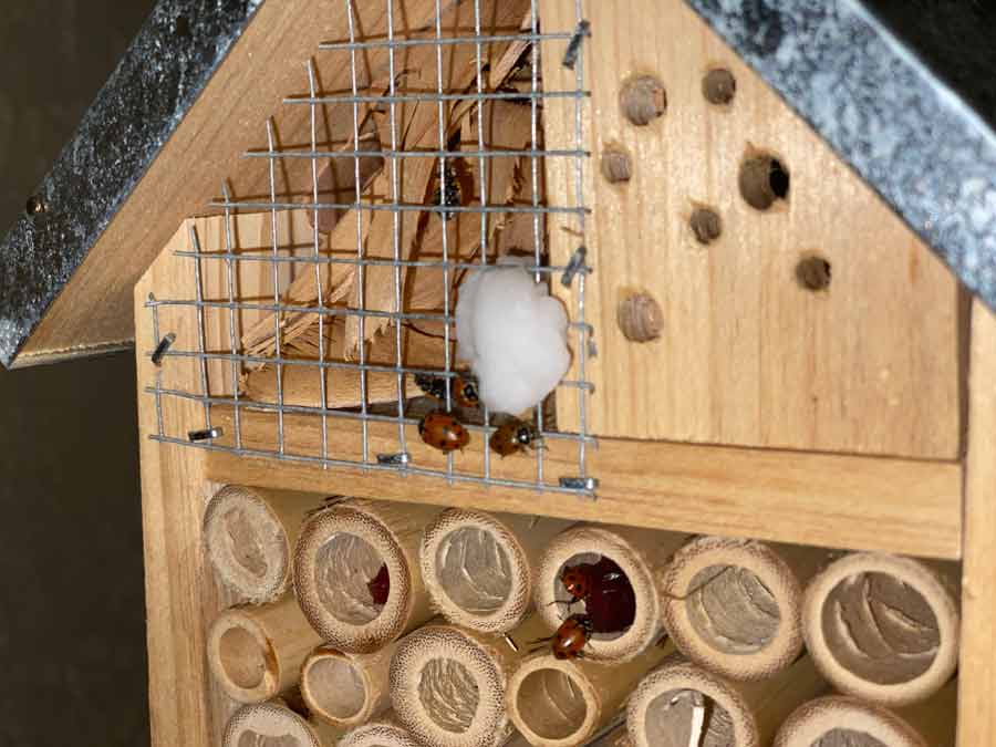 ladybugs in an insect house