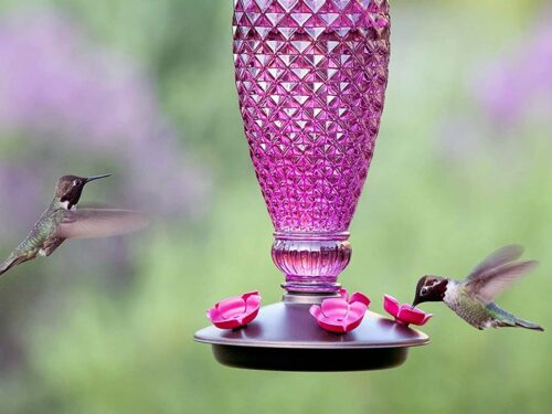 natural hummingbird nectar recipe