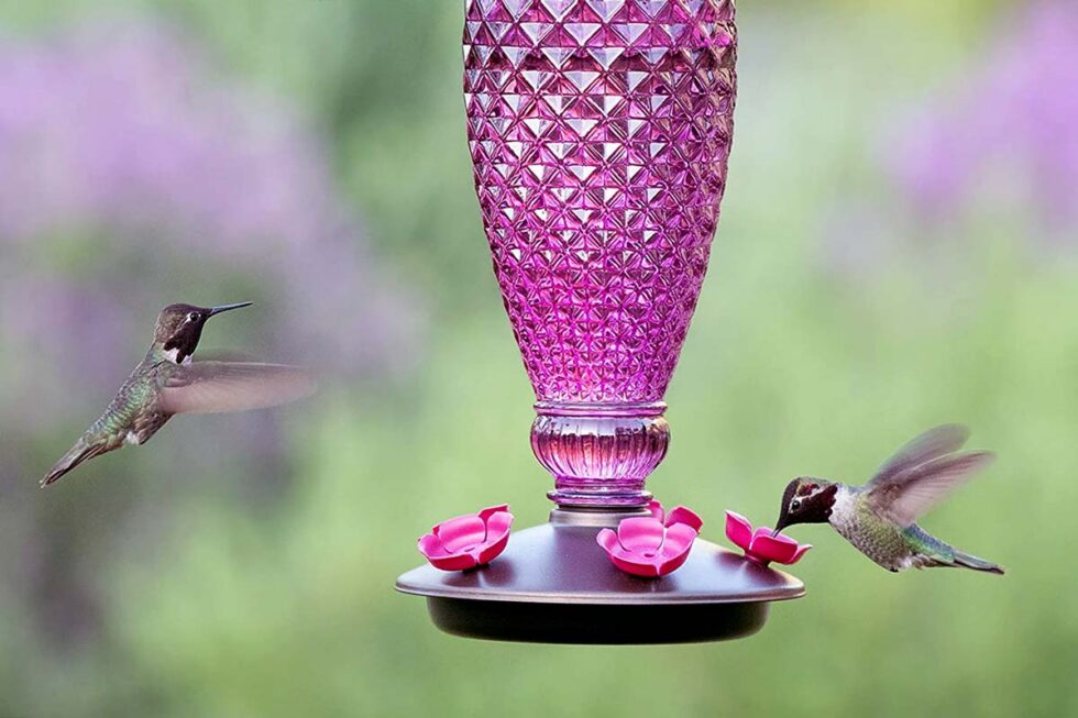 How To Make Hummingbird Nectar Easily (Hummingbird Nectar Recipe)