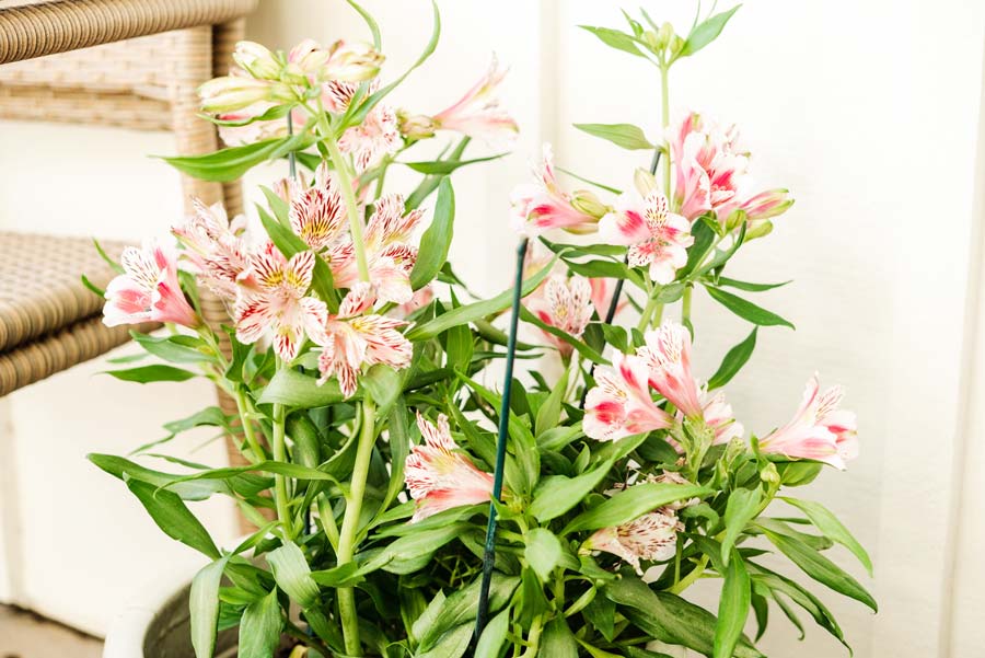 peruvian-lilies