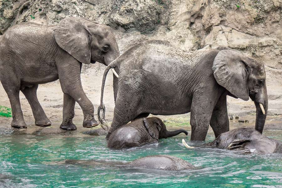 Disney-World-Safari-Elephants