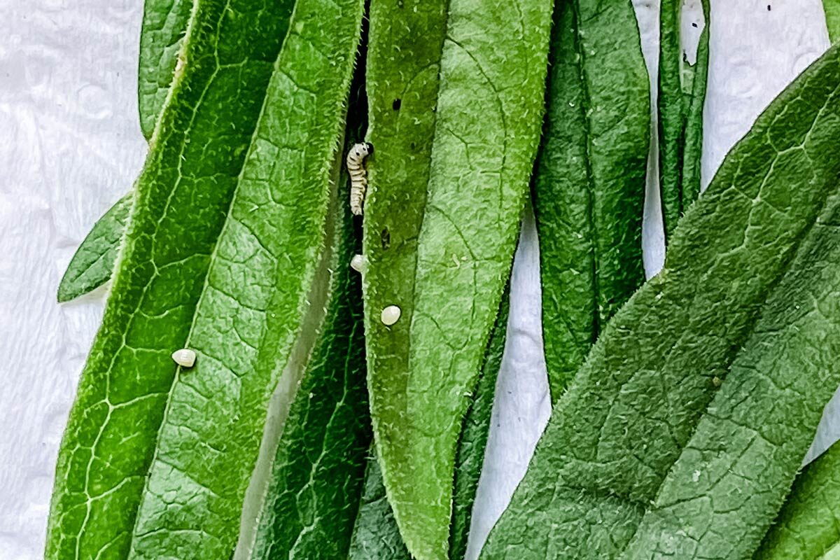 monarch-laying-an-egg-on-milkweed-youtube