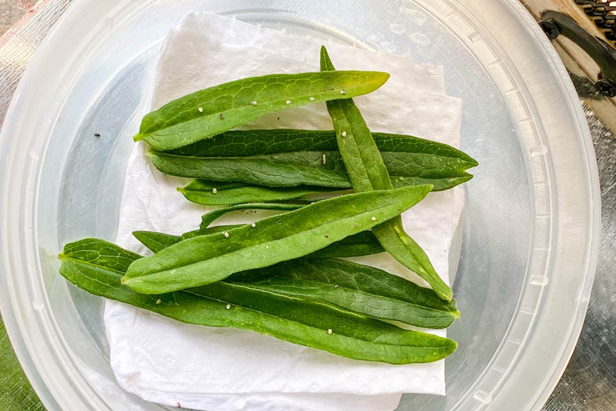 Monarch-Butterfly-Eggs-in-container