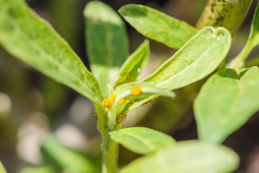 Oleander-Aphids-on-Milkweed