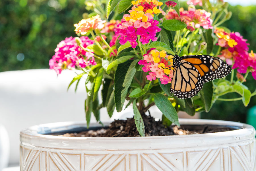 Monarch-Butterfly-on-Lantana