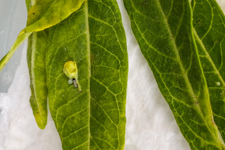 Monarch-Butterfly-Egg-just-hatched