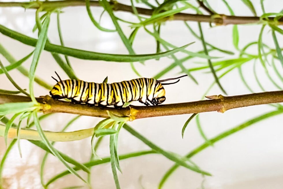 How To Raise A Monarch Butterfly Caterpillar