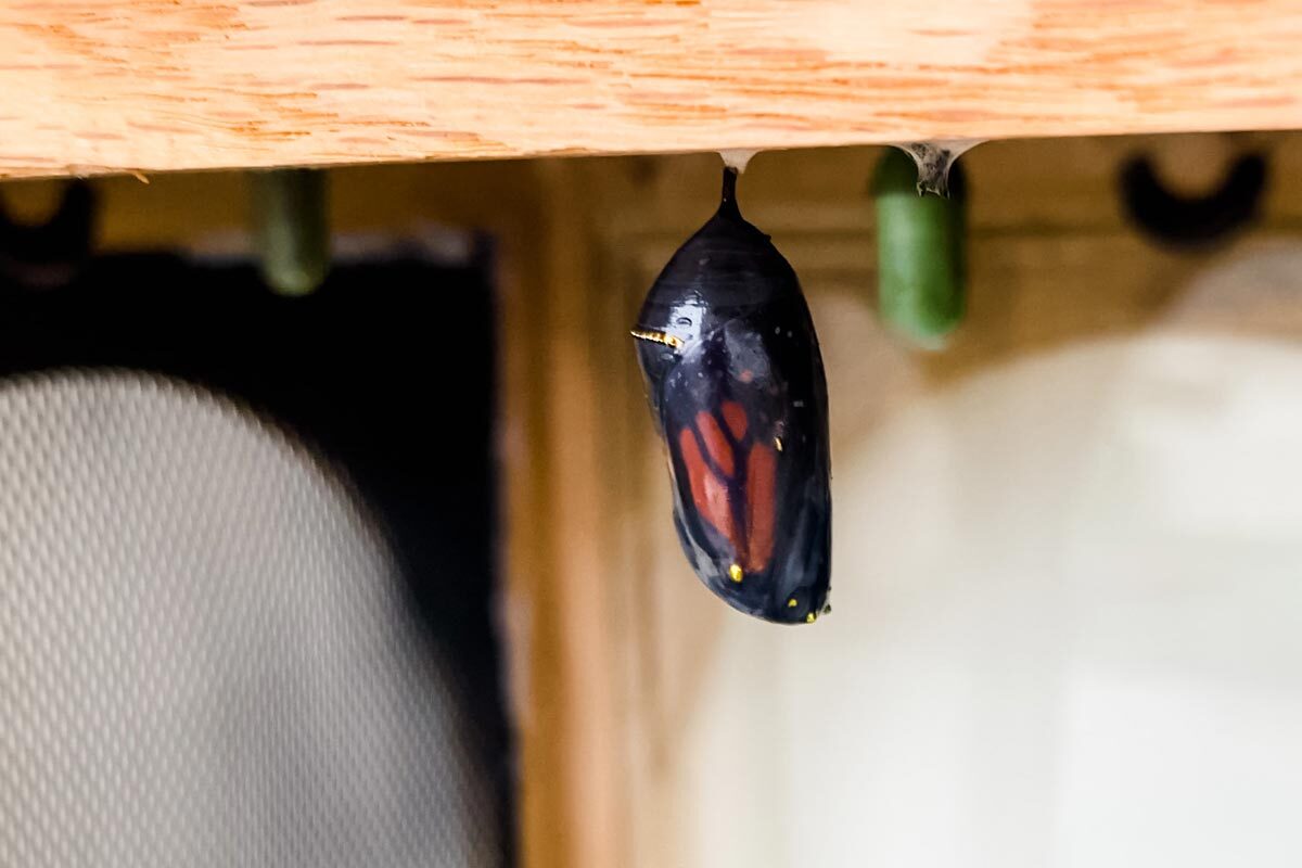 monarch-butterfly-chrysalis-about-to-emerge