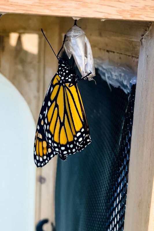 Monarch-Butterfly-wings-drying