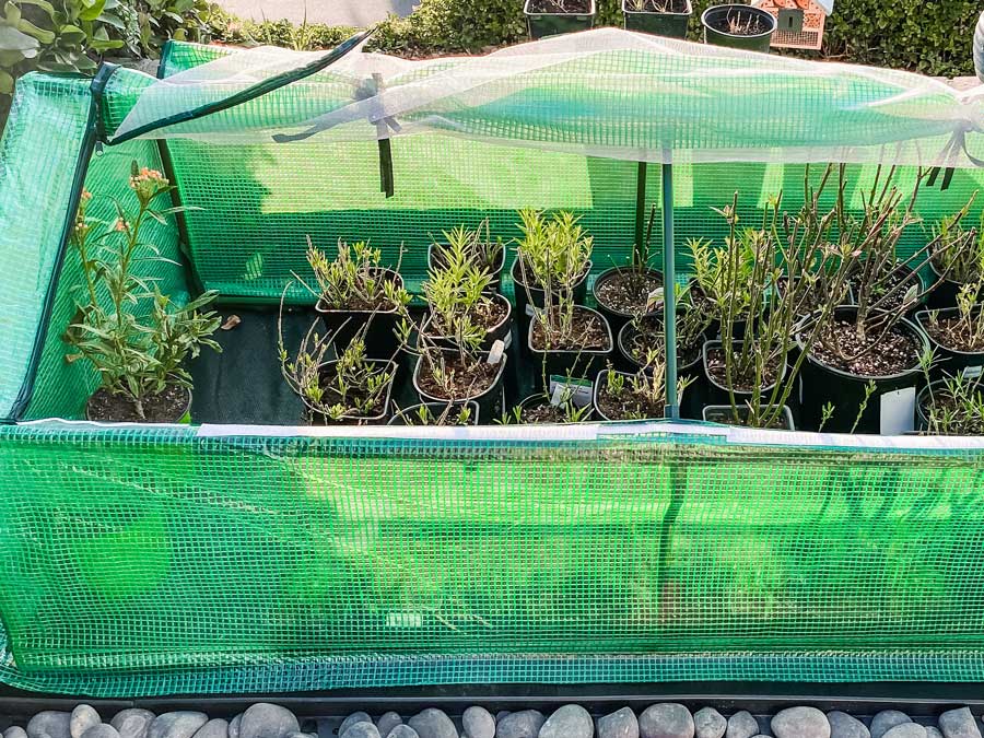 milkweed-in-greenhouse