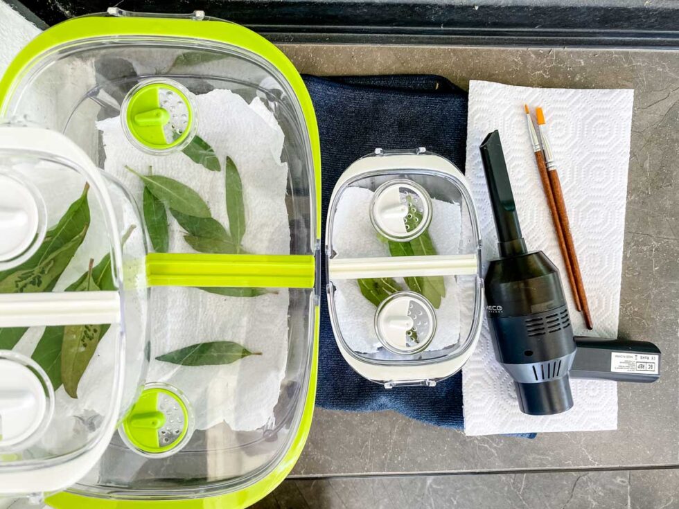 How To Raise A Monarch Butterfly Caterpillar
