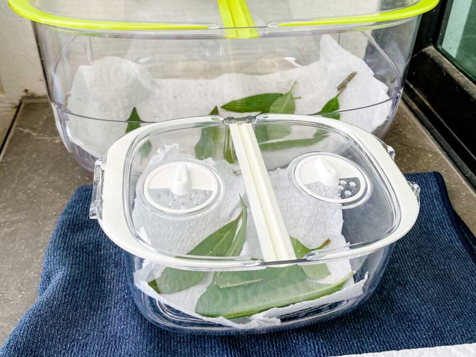 Tupperware Butterfly How To Raise A Monarch Butterfly Caterpillar