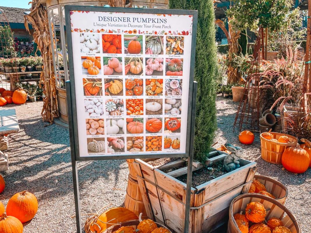 Heirloom-Best-Pumpkins-for-pies