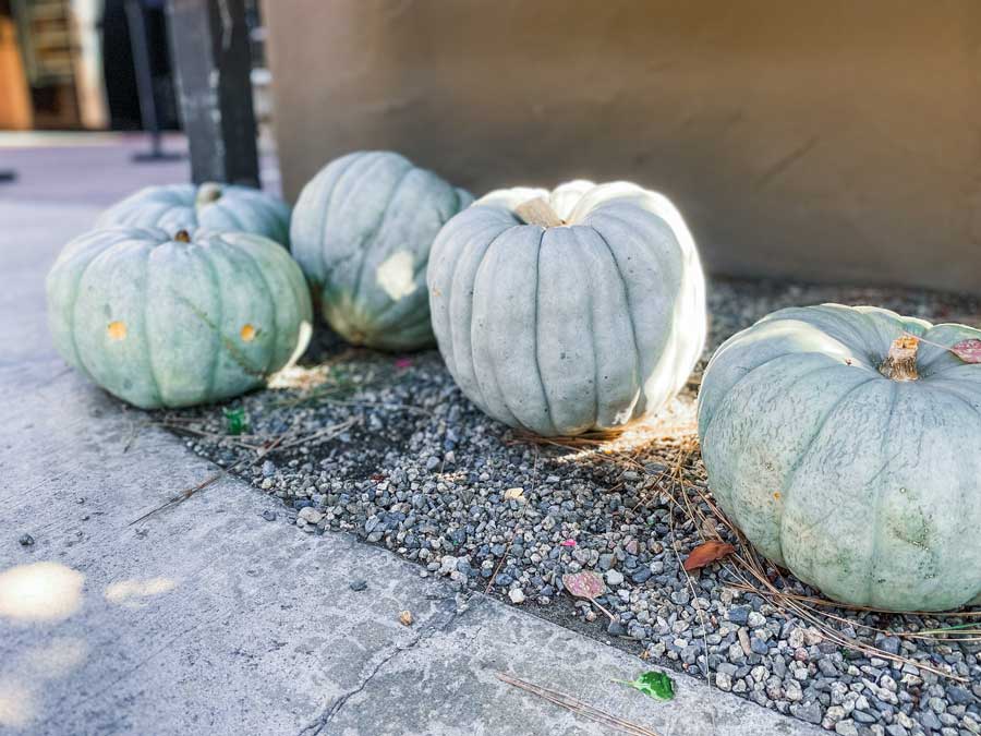 jarradale-pumpkins