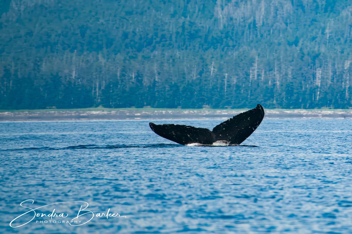 Alaska-Whale-Tail