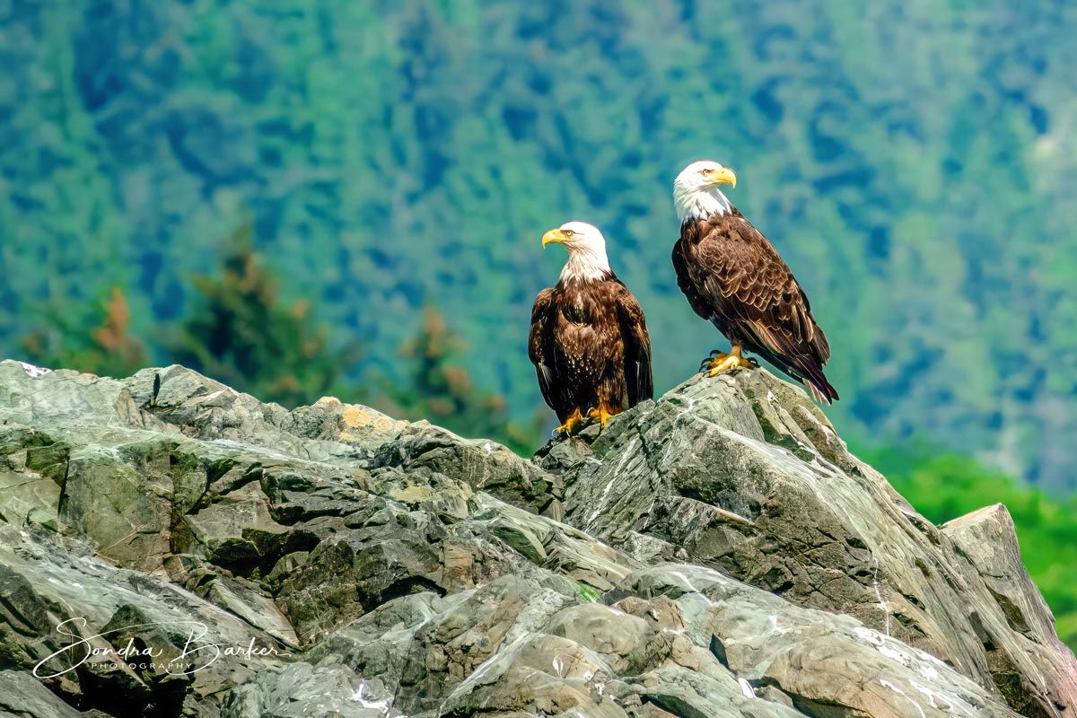 Alaska Photography Tips For Capturing Amazing Wildlife & Landscapes