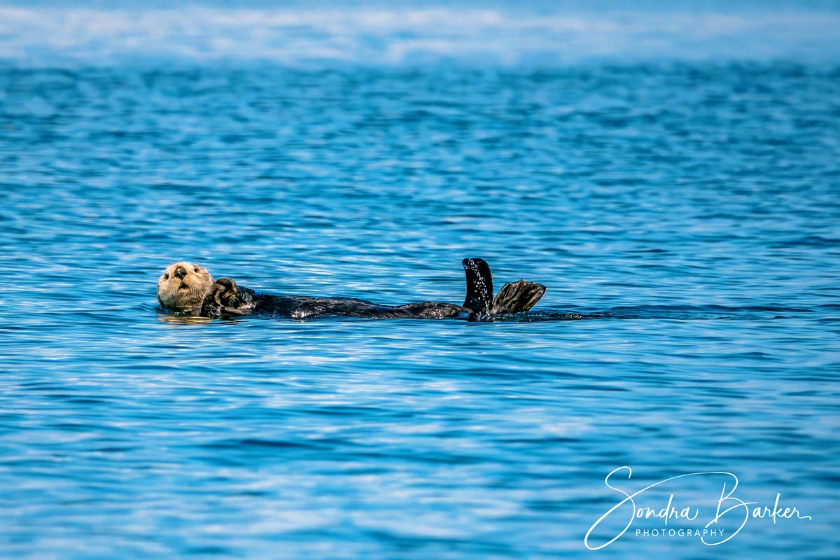 Sitka-Alaska-Sea-Otter