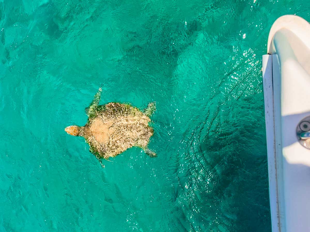 Sea-Turtle-Barbados
