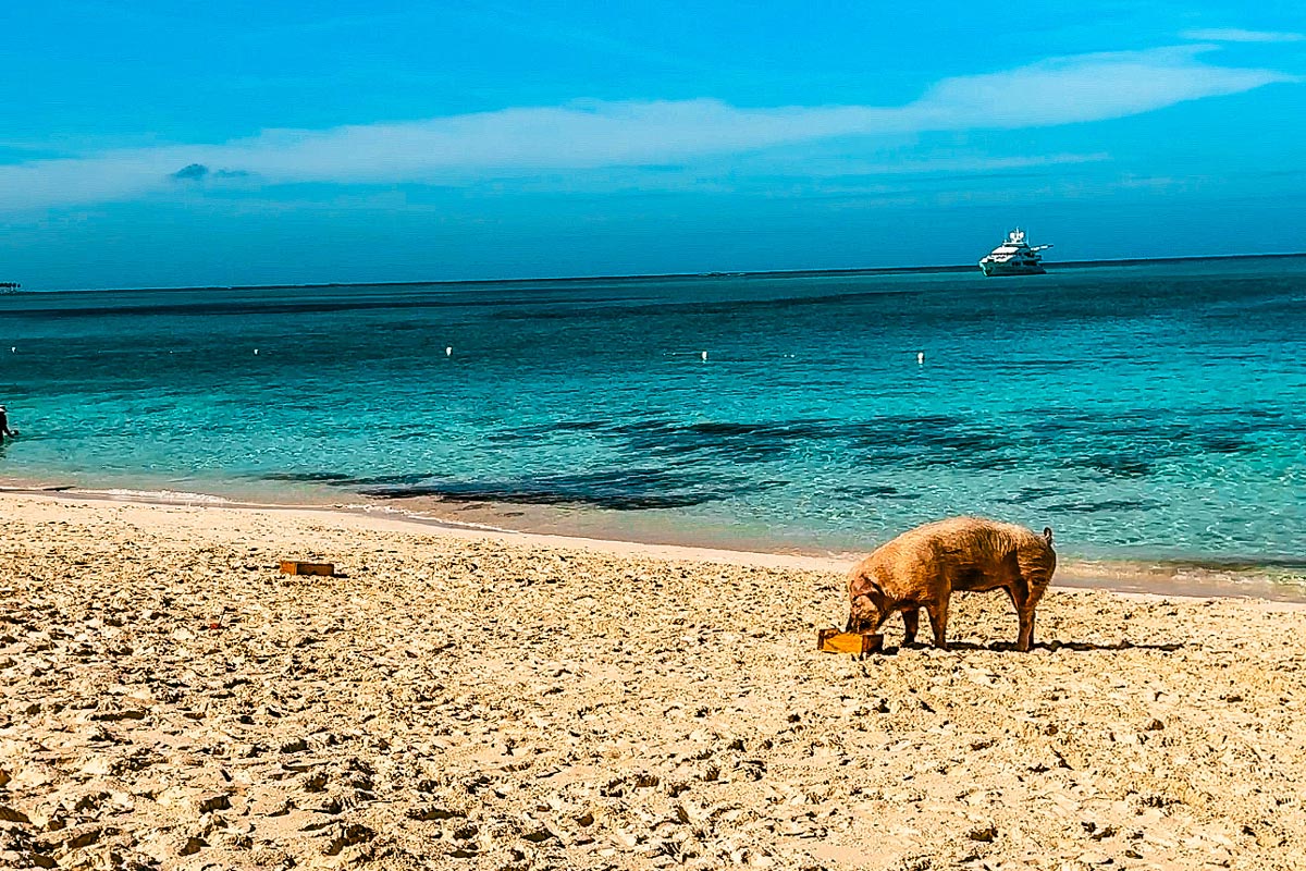 Swimming-with-Pigs-in-the-Bahamas