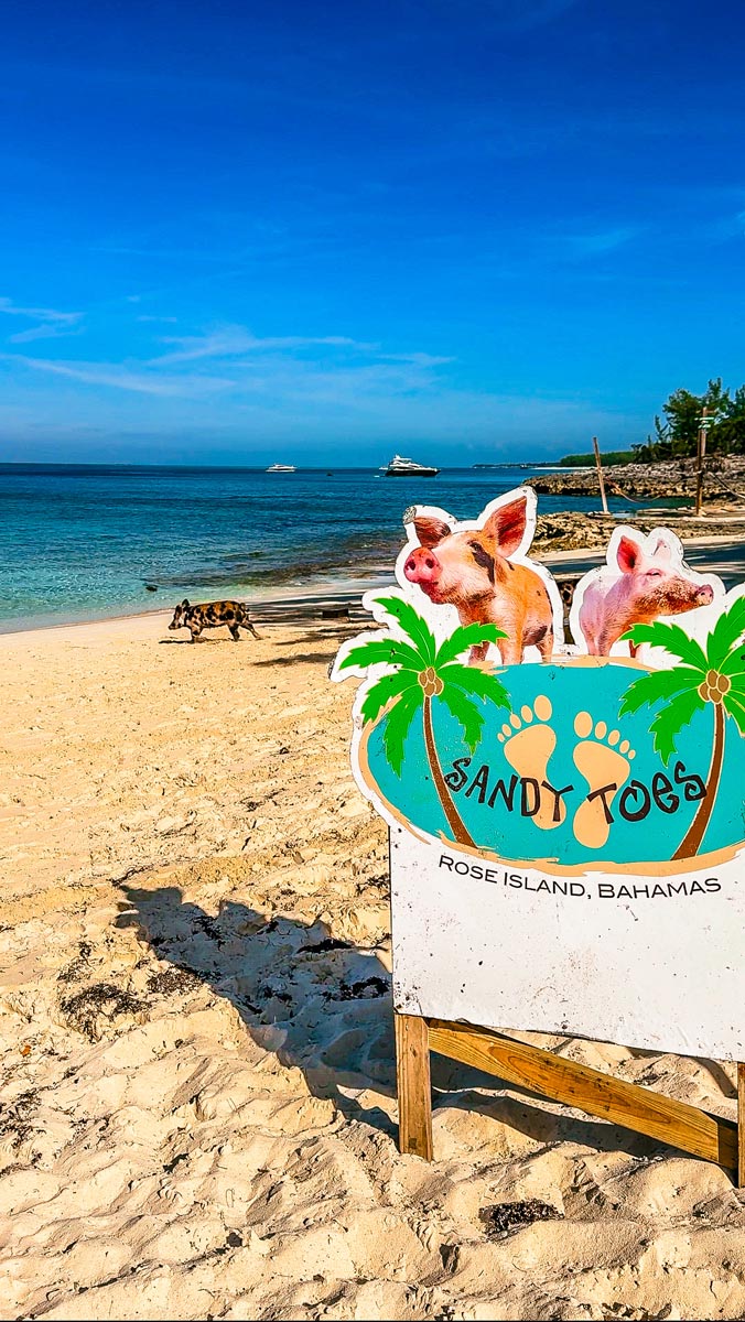 Swimming-with-Pigs-on-Rose-Island-Sandy-Toes