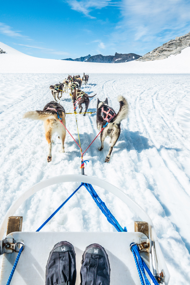 The Ultimate Bucket List Juneau Excursion Dog Sledding & Helicopter to Glacier 5 Dog-sledding-in-Juneau-Alaska-Excursion