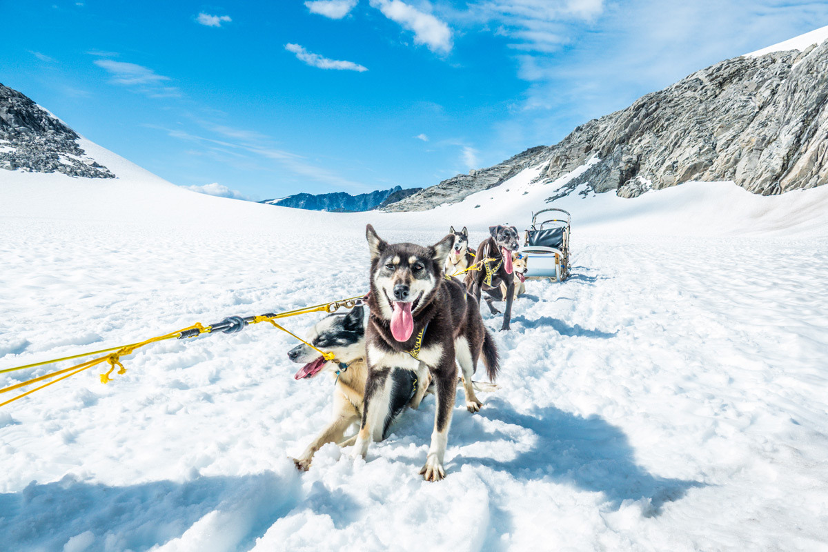The Best LAX Hotel for Cruises and Events in Los Angeles 6 Juneau-Excursion-Dog-Sledding