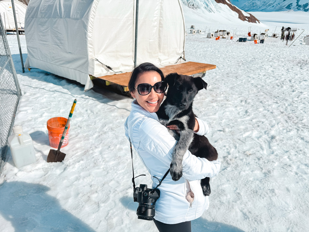 The Ultimate Bucket List Juneau Excursion Dog Sledding & Helicopter to Glacier 6 Husky-Puppies-Dog-Sledding-Camp