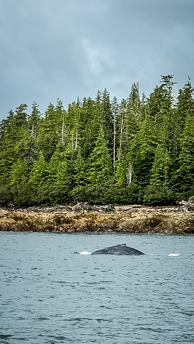 Most Amazing Whale Watching Excursion in Ketchikan, Alaska 5 Baby-Humpback-Whale-Kethican