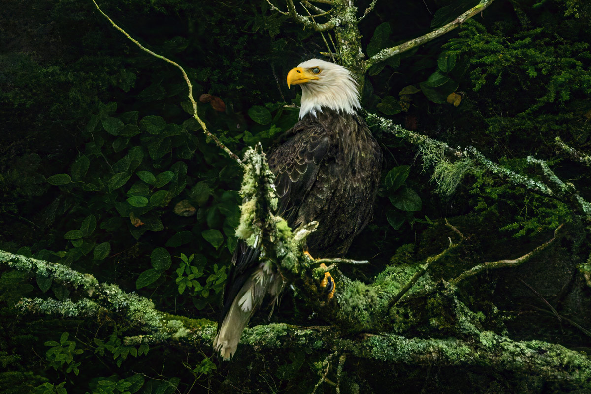 Most Amazing Whale Watching Excursion in Ketchikan, Alaska 8 Eagle-in-tree