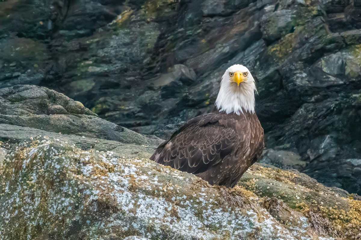Most Amazing Whale Watching Excursion in Ketchikan, Alaska 7 Ketchikan-bald-eagles