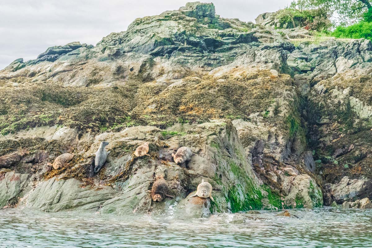 Most Amazing Whale Watching Excursion in Ketchikan, Alaska 6 Sea-lions-on-rocks