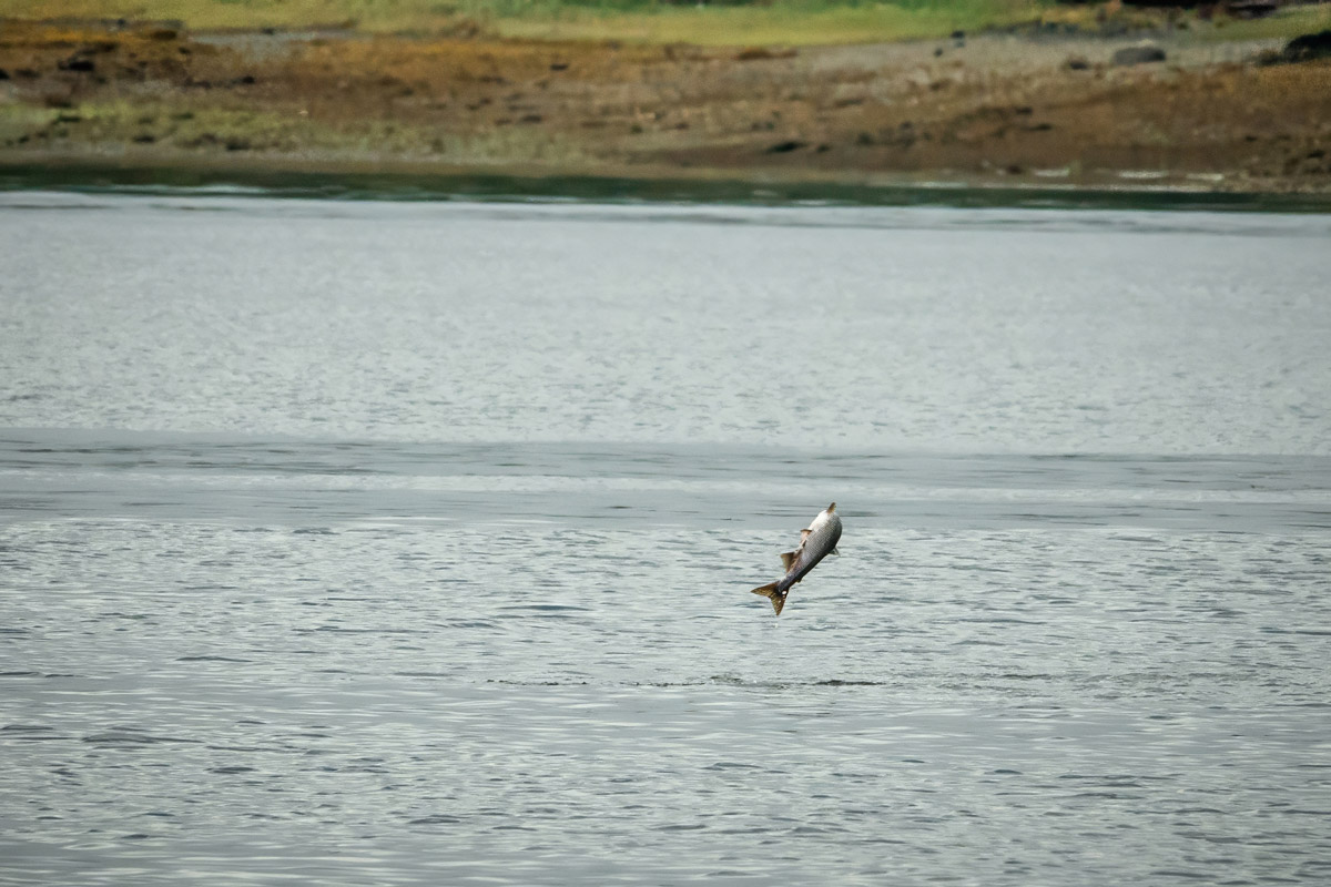 Most Amazing Whale Watching Excursion in Ketchikan, Alaska 10 Salmon-jumping-in-Ketchikan