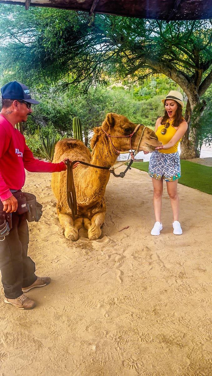From Cruise to Camels: The Best Cabo San Lucas Excursion 5 Feeding-Camels-in-Cabo-San-Lucas