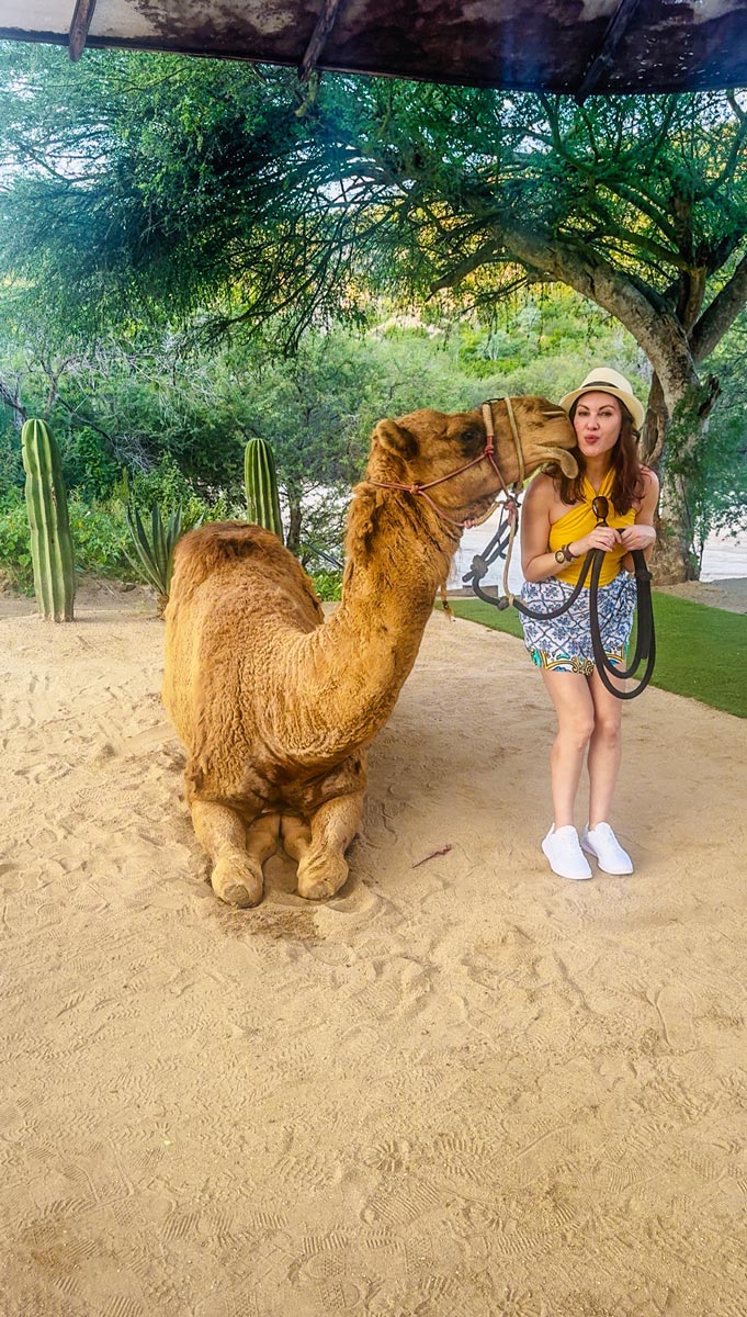 From Cruise to Camels: The Best Cabo San Lucas Excursion