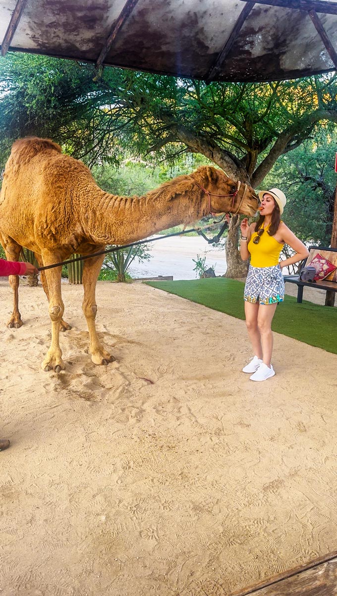 From Cruise to Camels: The Best Cabo San Lucas Excursion 4 Riding-Camels-Cruise-Excursion-in-Cabo-San-Lucas-Mexico