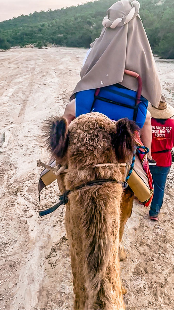 From Cruise to Camels: The Best Cabo San Lucas Excursion 1 Camel-Riding-Cabo-San-Lucas-Cruise-Excursion