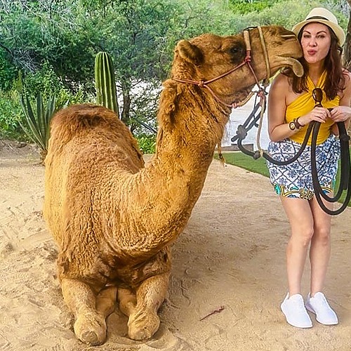 From Cruise to Camels: The Best Cabo San Lucas Excursion 19 From Cruise to Camels: The Best Cabo San Lucas Excursion