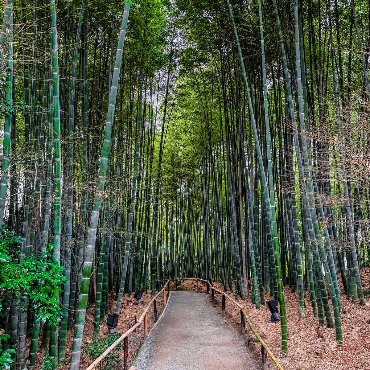 Bamboo-Forest Bamboo-Forest