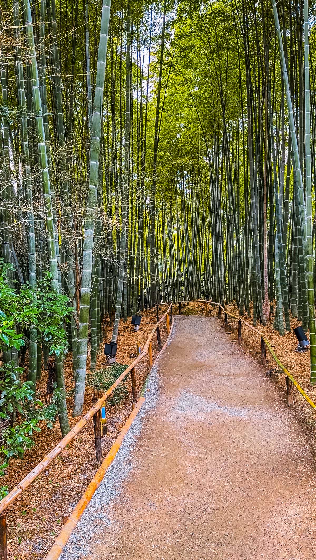 Secret Kyoto Bamboo Forest Without Crowds: Visit Kodai-ji Temple & Skip Arashiyama 6 Kodai-ji-Temple-Bamboo-Grove